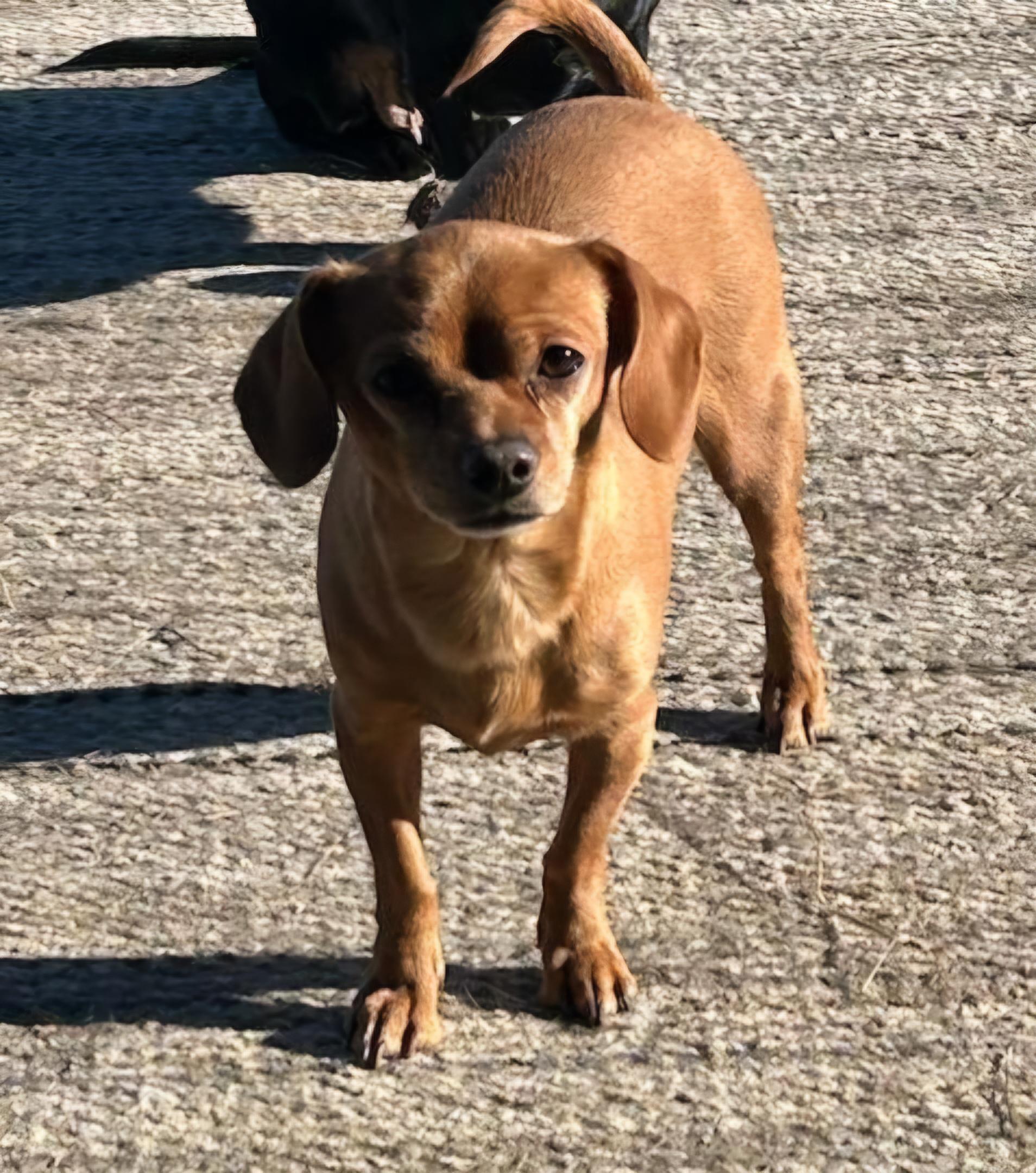 Enlarge Peach, an adopted mixed breed in Goldendale, WA image 2/5
