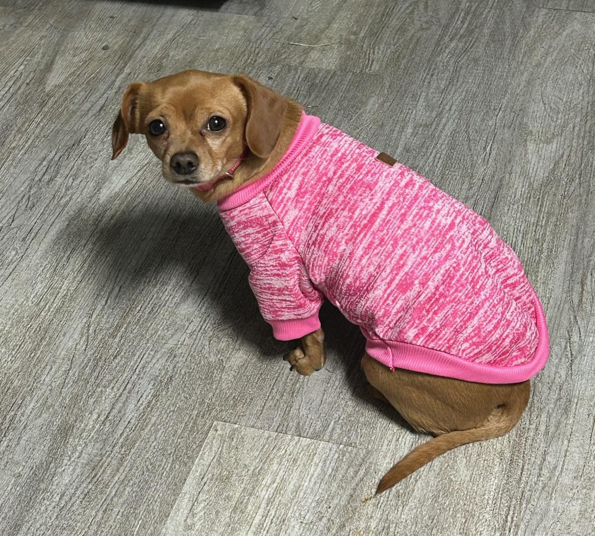 Enlarge Peach, an adopted mixed breed in Goldendale, WA image 4/5