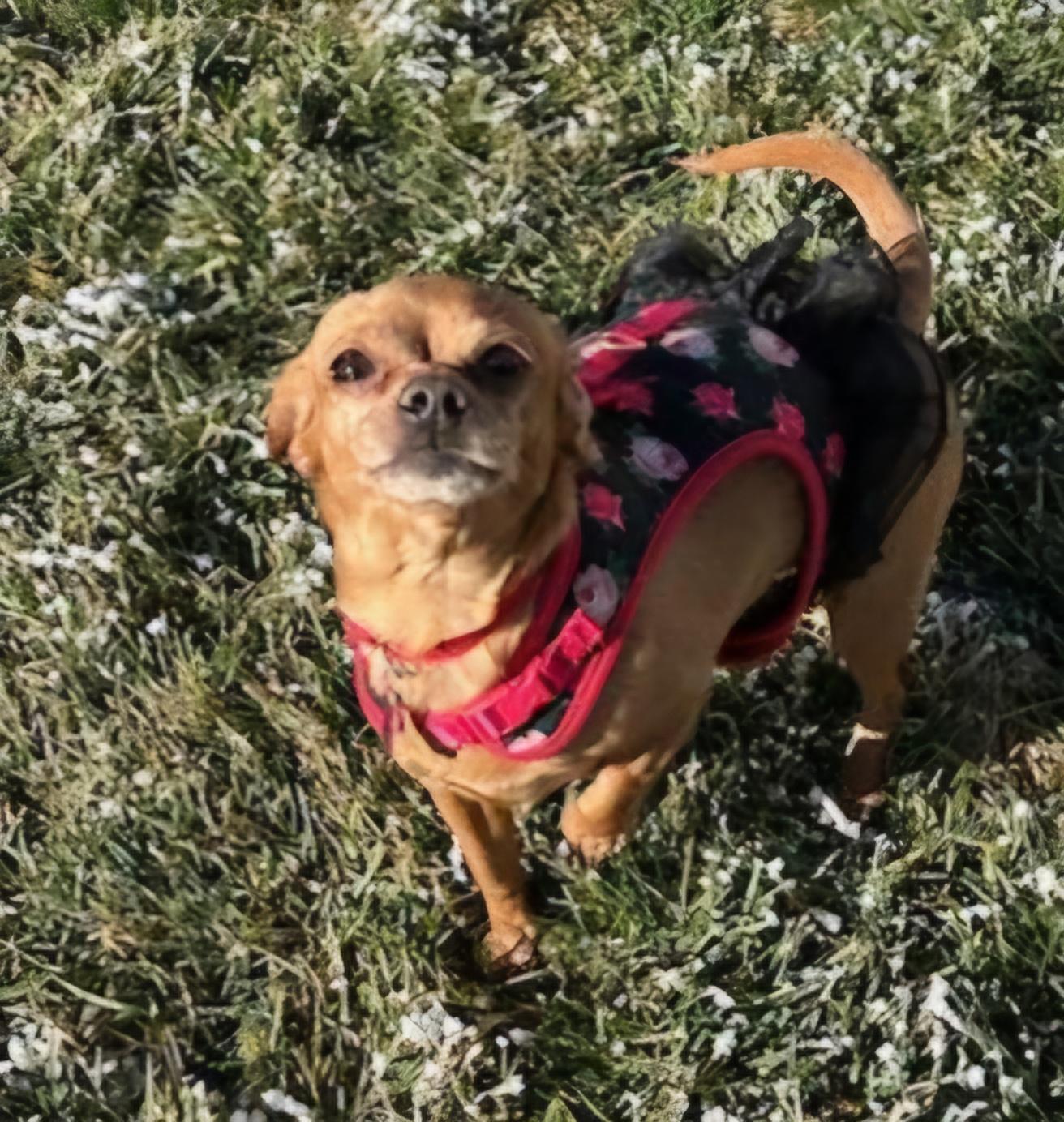 Enlarge Peach, an adopted mixed breed in Goldendale, WA image 3/5