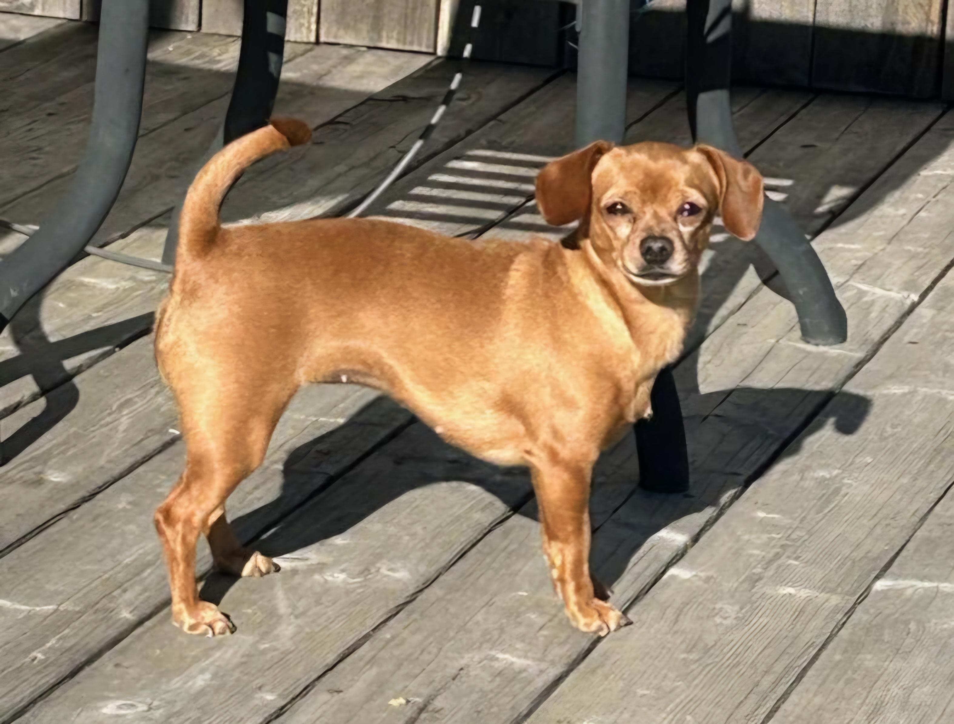 Enlarge Peach, an adopted mixed breed in Goldendale, WA image 1/5