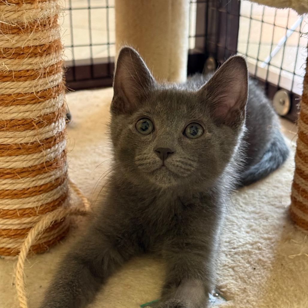 Froot Loops, an adoptable Domestic Short Hair in Fenton, MI image 2/2