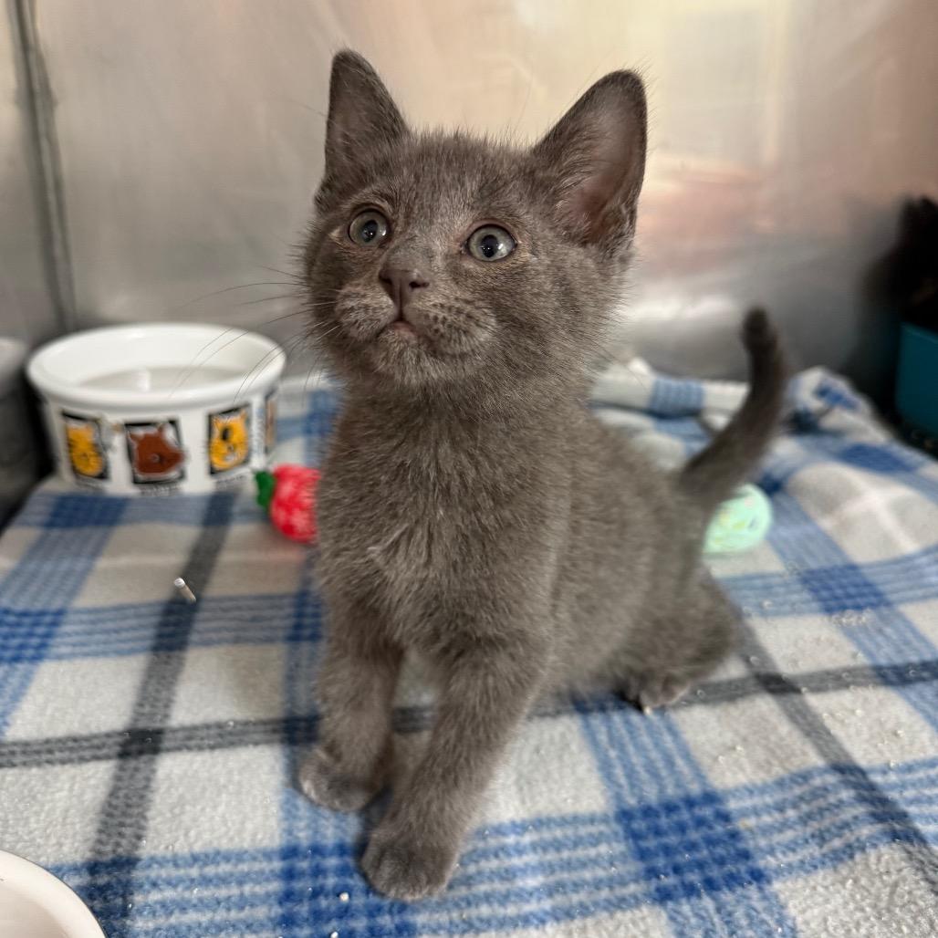 Froot Loops, adoptable, Kitten Male Domestic Short Hair.