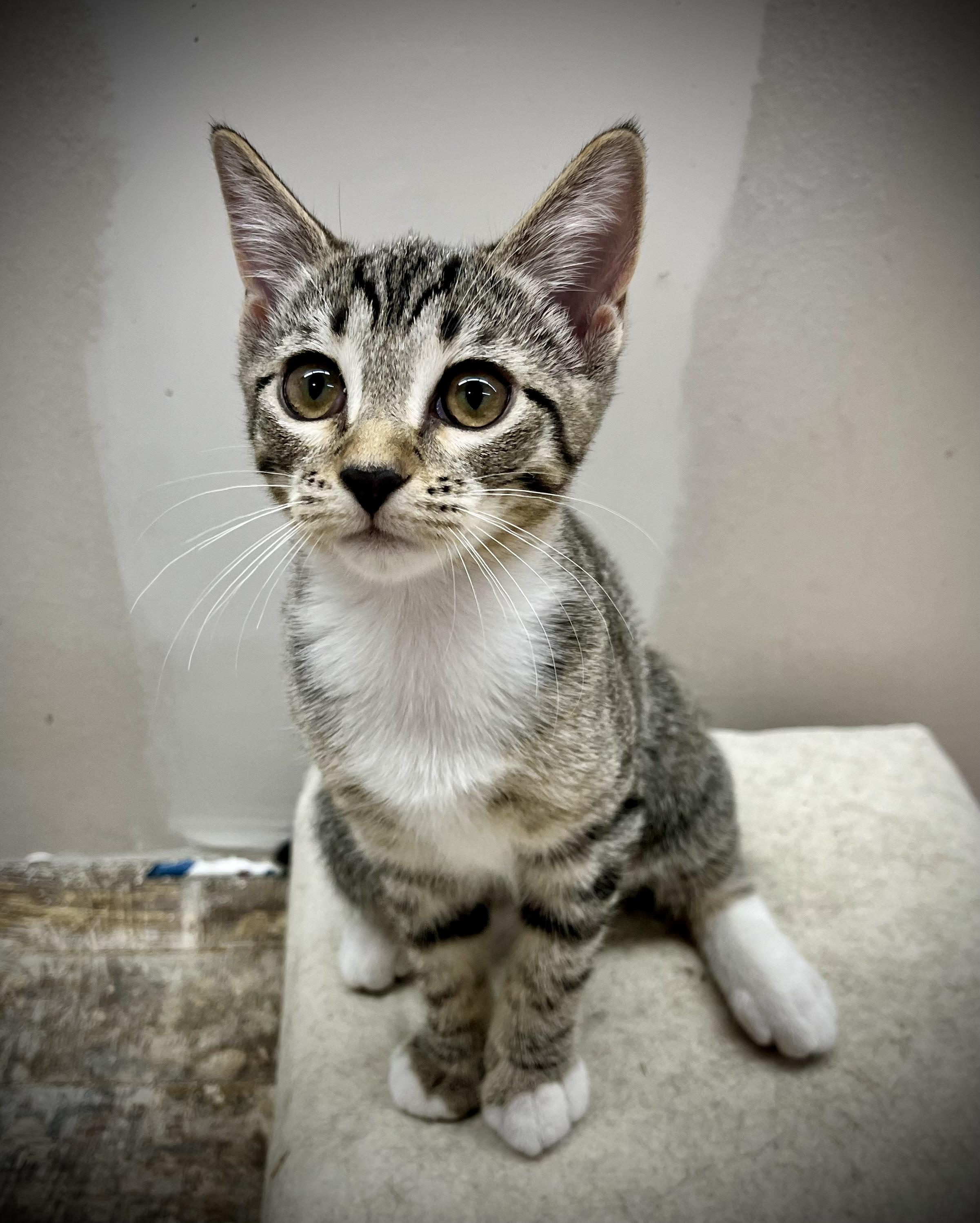 Enlarge Oppy, a ADOPTABLE Domestic Short Hair in Roswell, NM image 1/1