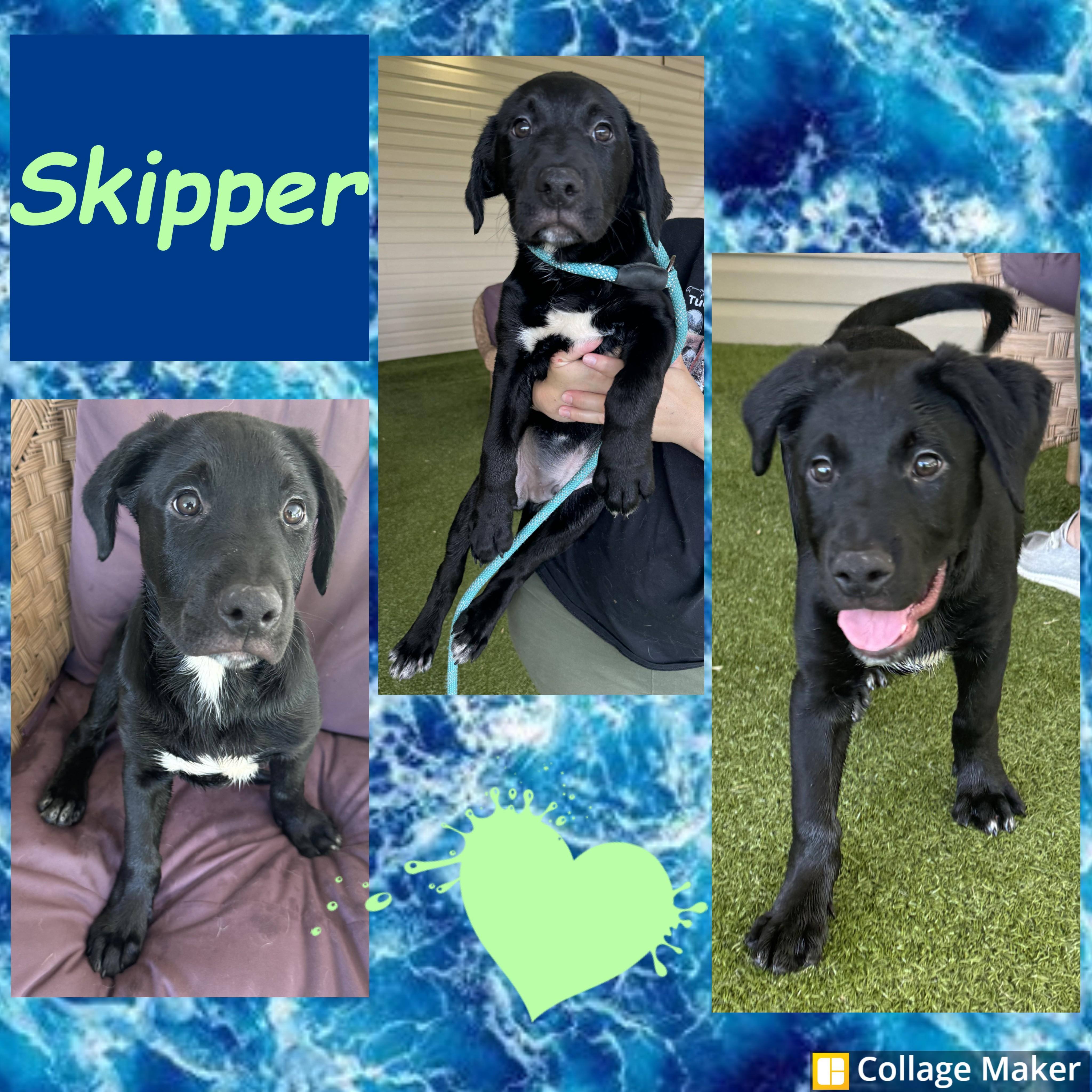 Enlarge Skipper, an adopted mixed breed in Clearfield, PA image 1/1