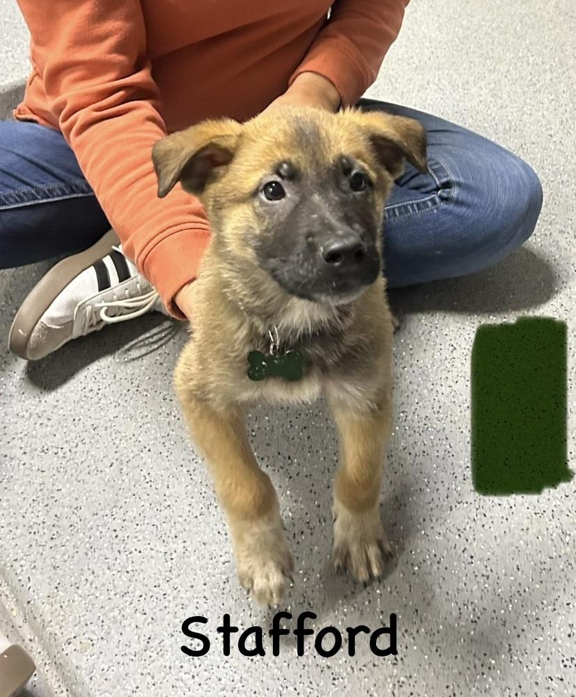 Worldwide Woofs Litter Stafford located in Arizona