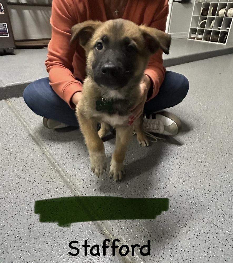 Worldwide Woofs Litter Stafford located in Arizona — thumbnail 2