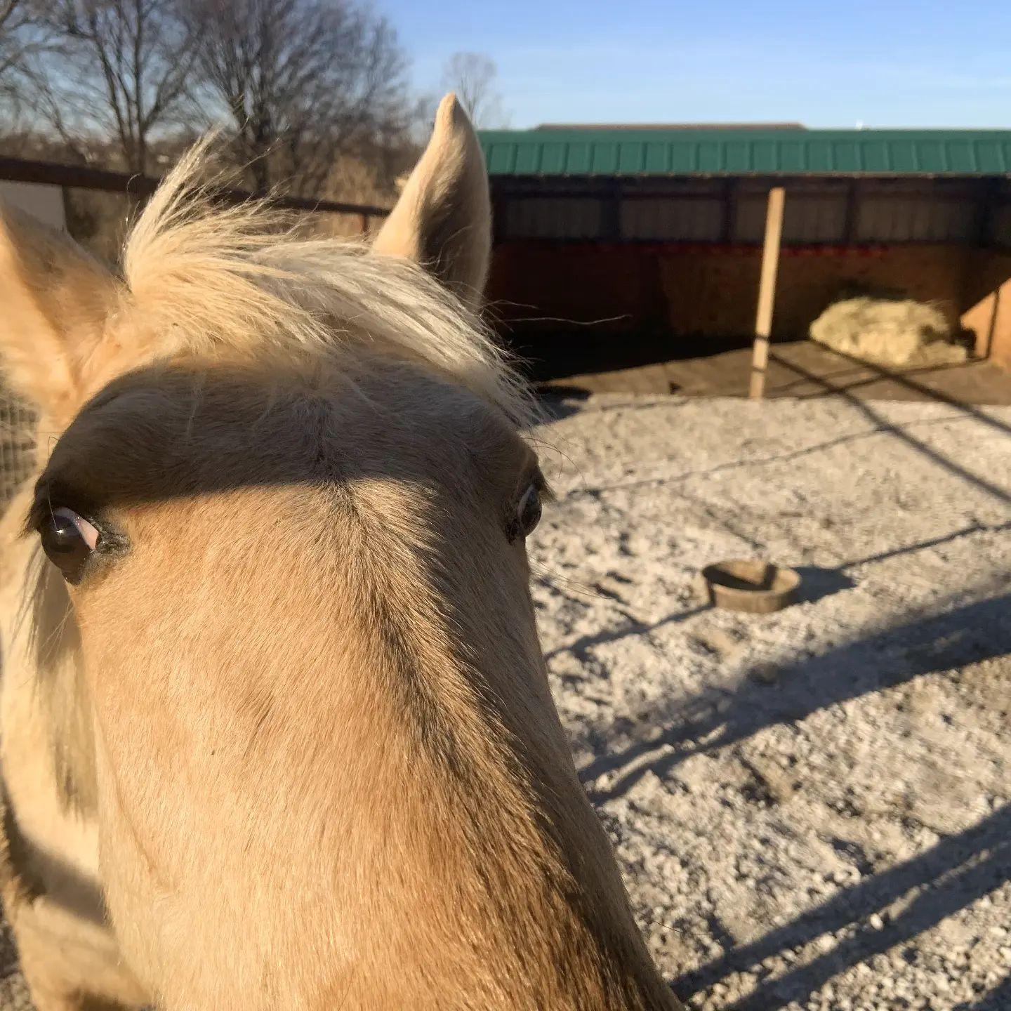 Enlarge Lucky, a Adoptable Missouri Foxtrotter in Willard, MO image 6/6