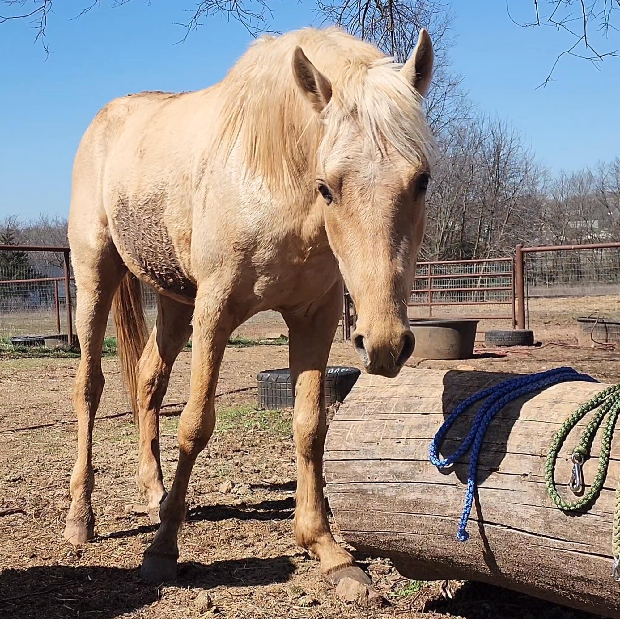 Enlarge Lucky, a Adoptable Missouri Foxtrotter in Willard, MO image 1/6