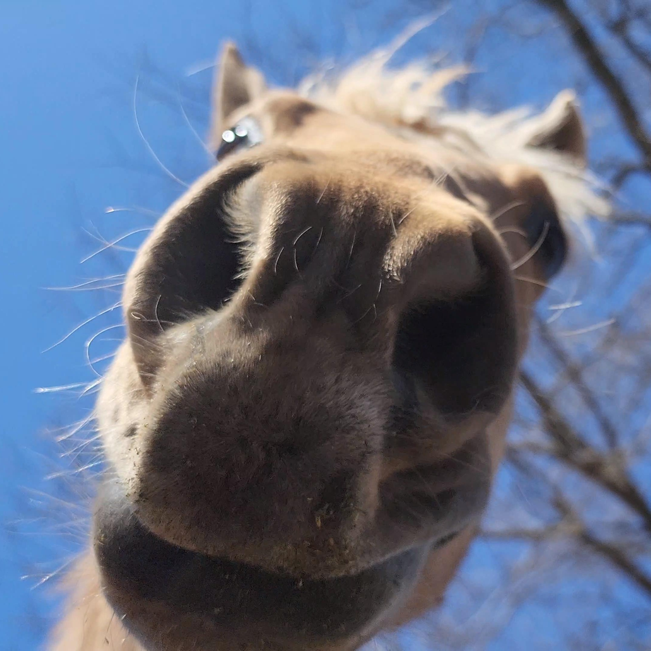 Enlarge Lucky, a Adoptable Missouri Foxtrotter in Willard, MO image 2/6