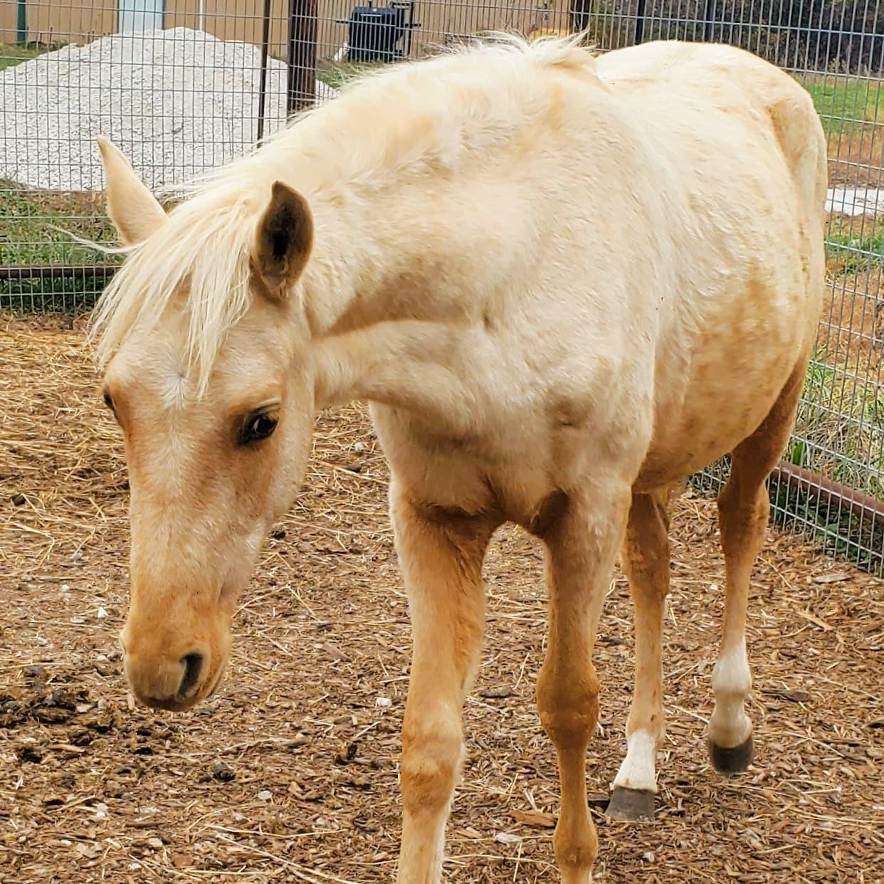Enlarge Lucky, a Adoptable Missouri Foxtrotter in Willard, MO image 5/6