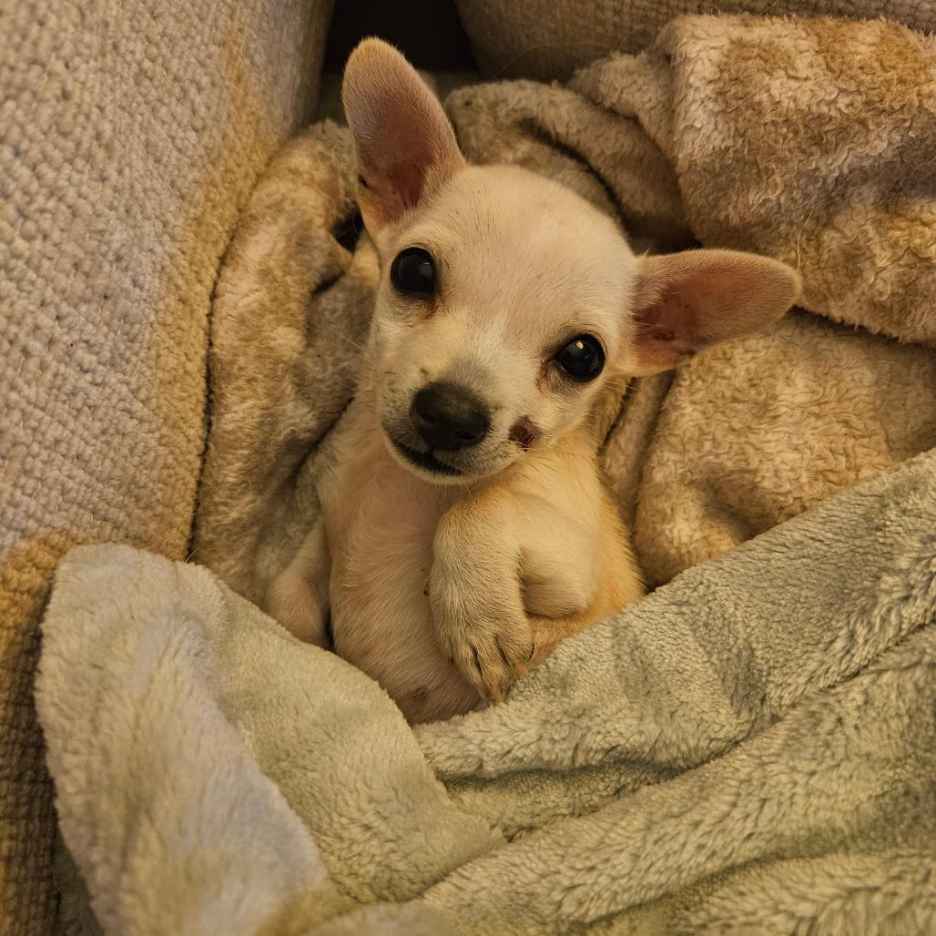 Foxy, a Adoptable Chihuahua in Houston, TX image 2/6