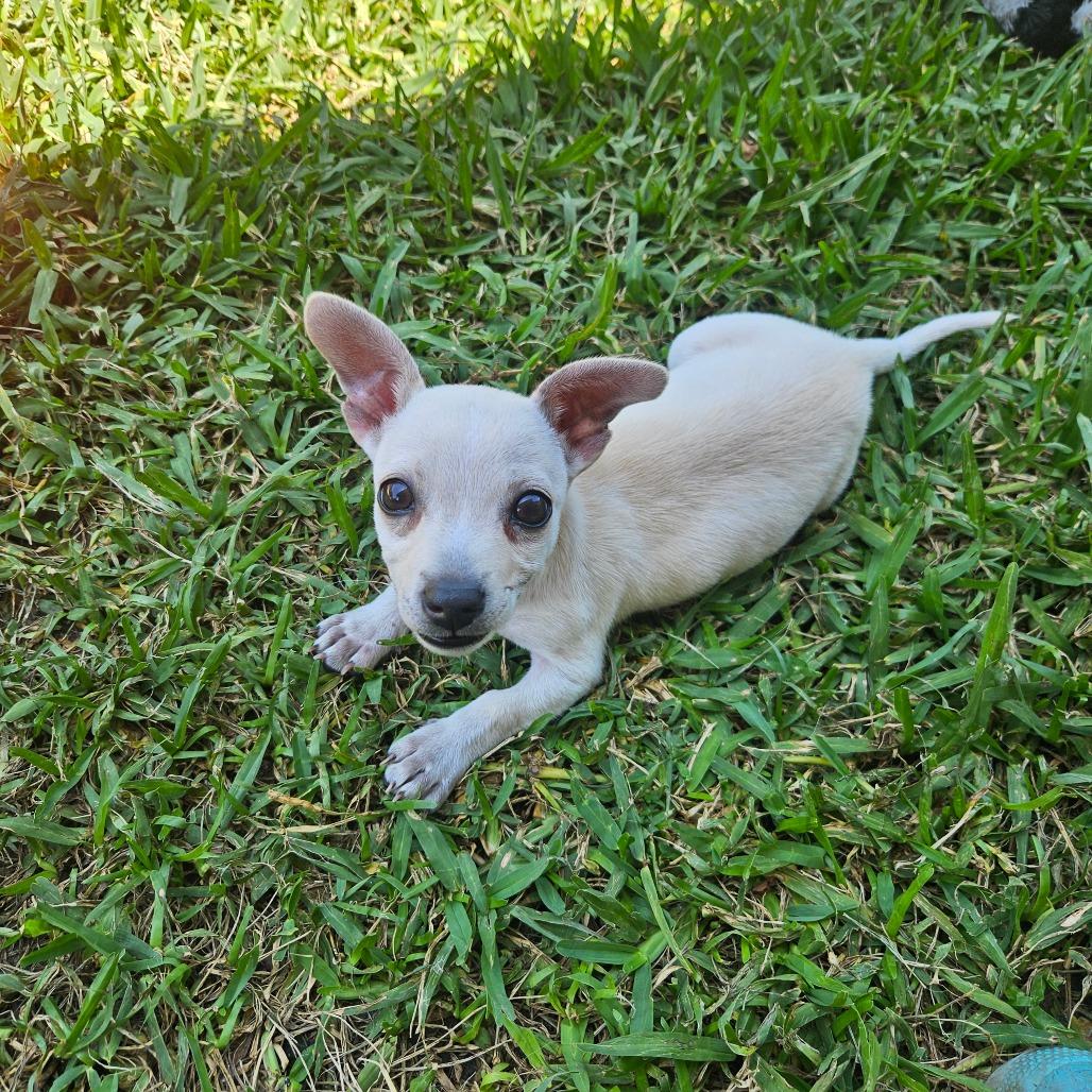 Foxy, a Adoptable Chihuahua in Houston, TX image 4/6