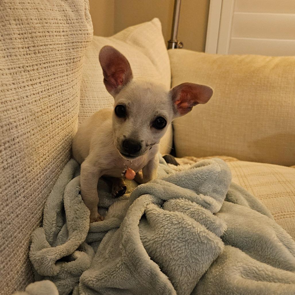 Foxy, a Adoptable Chihuahua in Houston, TX image 6/6