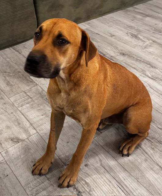 Enlarge Atlas Wyatt, a Adoptable mixed breed in College Station, TX image 3/5