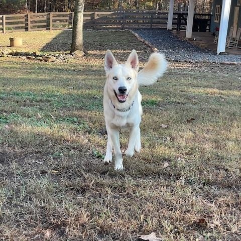 Enlarge Orion, a ADOPTABLE mixed breed in Cumming, GA image 3/4