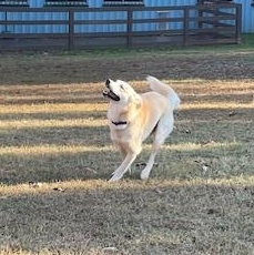 Enlarge Orion, a ADOPTABLE mixed breed in Cumming, GA image 4/4