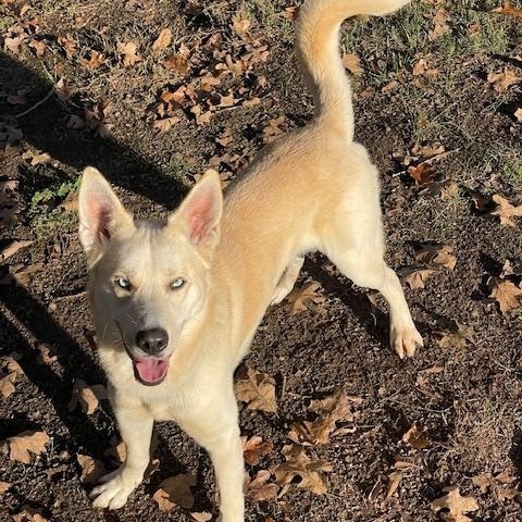 Enlarge Orion, a ADOPTABLE mixed breed in Cumming, GA image 2/4