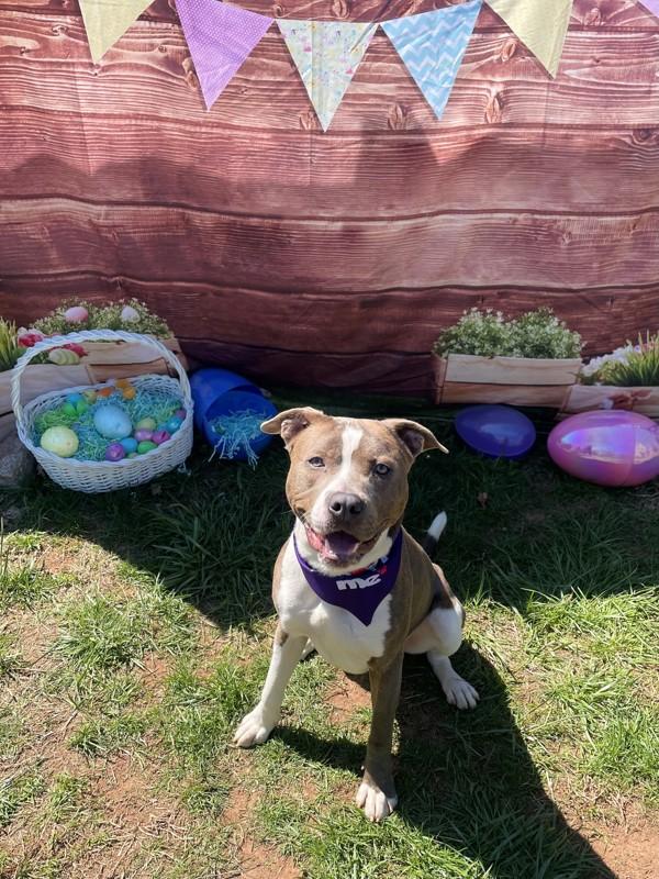 Enlarge Bruce Wayne, a Adoptable mixed breed in Skillman, NJ image 2/6