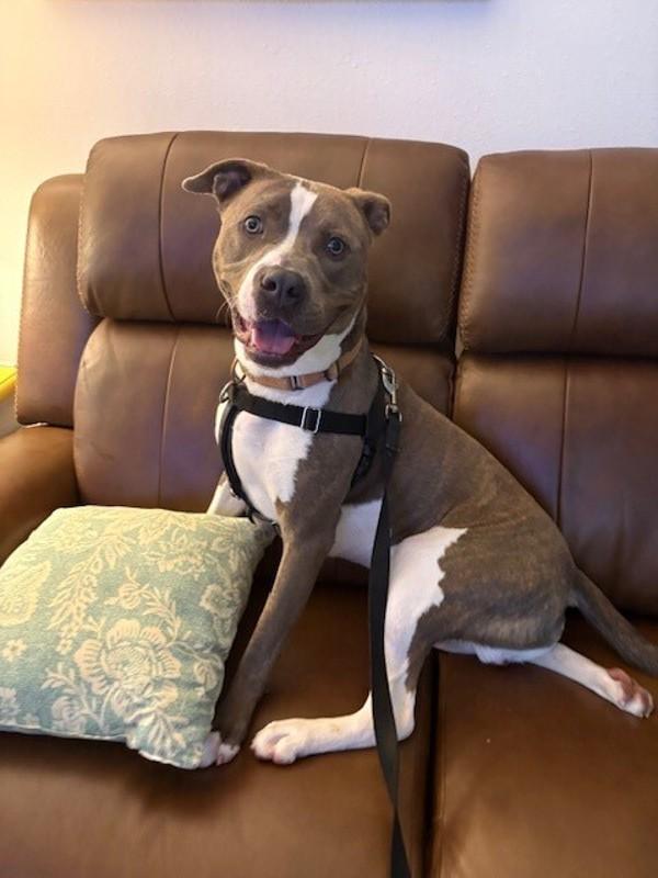 Enlarge Bruce Wayne, a Adoptable mixed breed in Skillman, NJ image 1/6