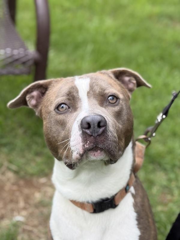 Enlarge Bruce Wayne, a Adoptable mixed breed in Skillman, NJ image 4/6