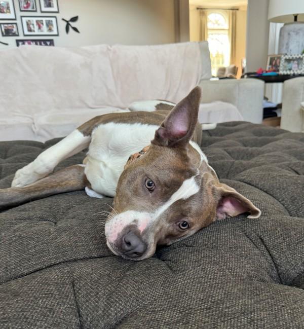 Enlarge Bruce Wayne, a Adoptable mixed breed in Skillman, NJ image 2/6