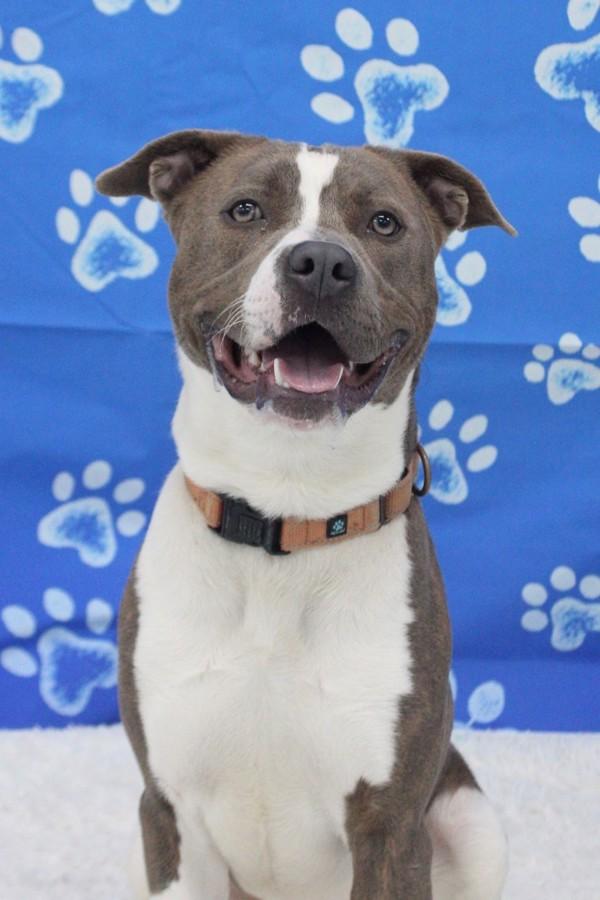Enlarge Bruce Wayne, a Adoptable mixed breed in Skillman, NJ image 5/6