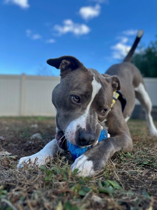 Enlarge Bruce Wayne, a Adoptable mixed breed in Skillman, NJ image 6/6