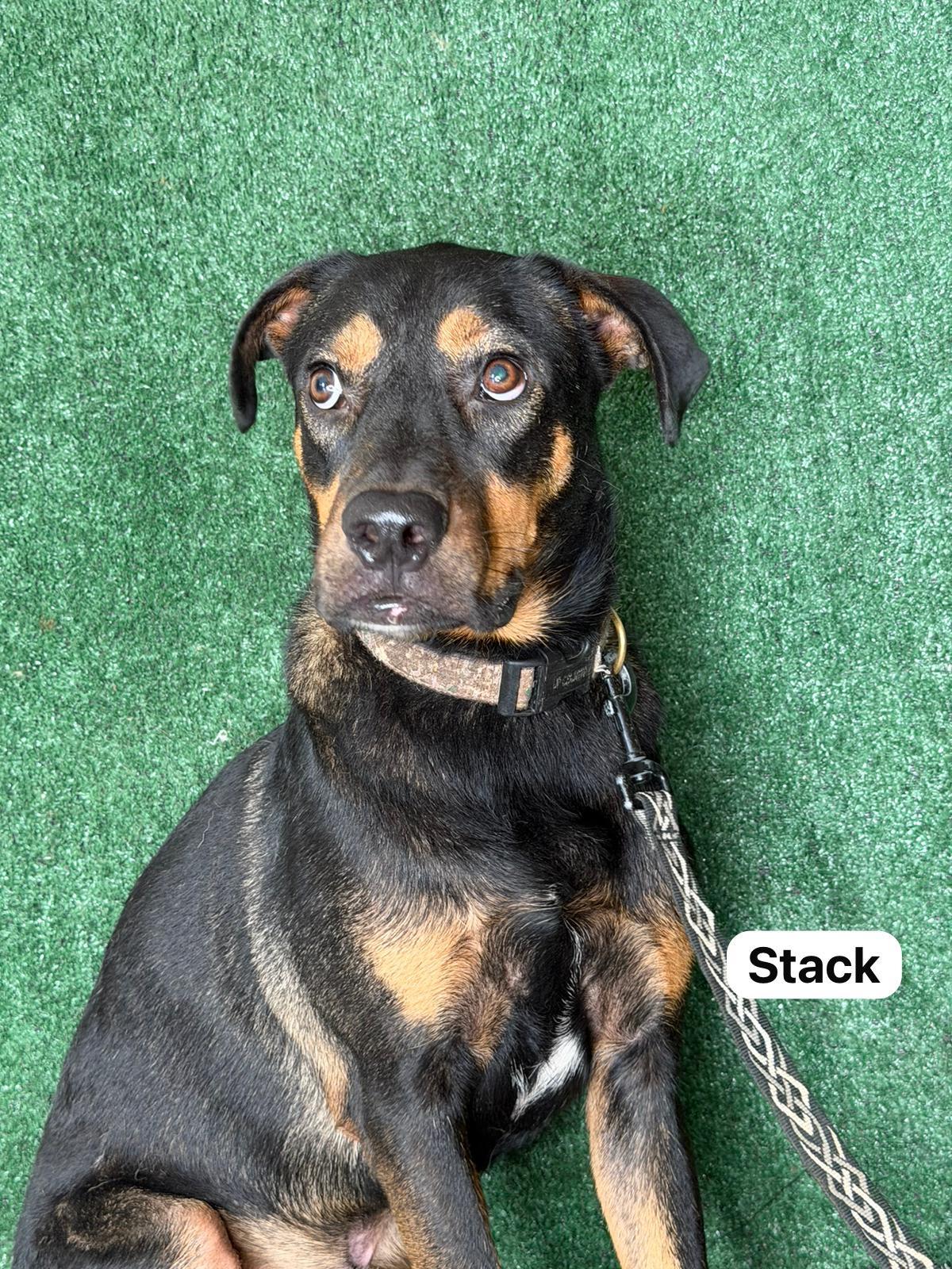 Enlarge Stack... , a Adoptable mixed breed in Hellertown, PA image 3/4