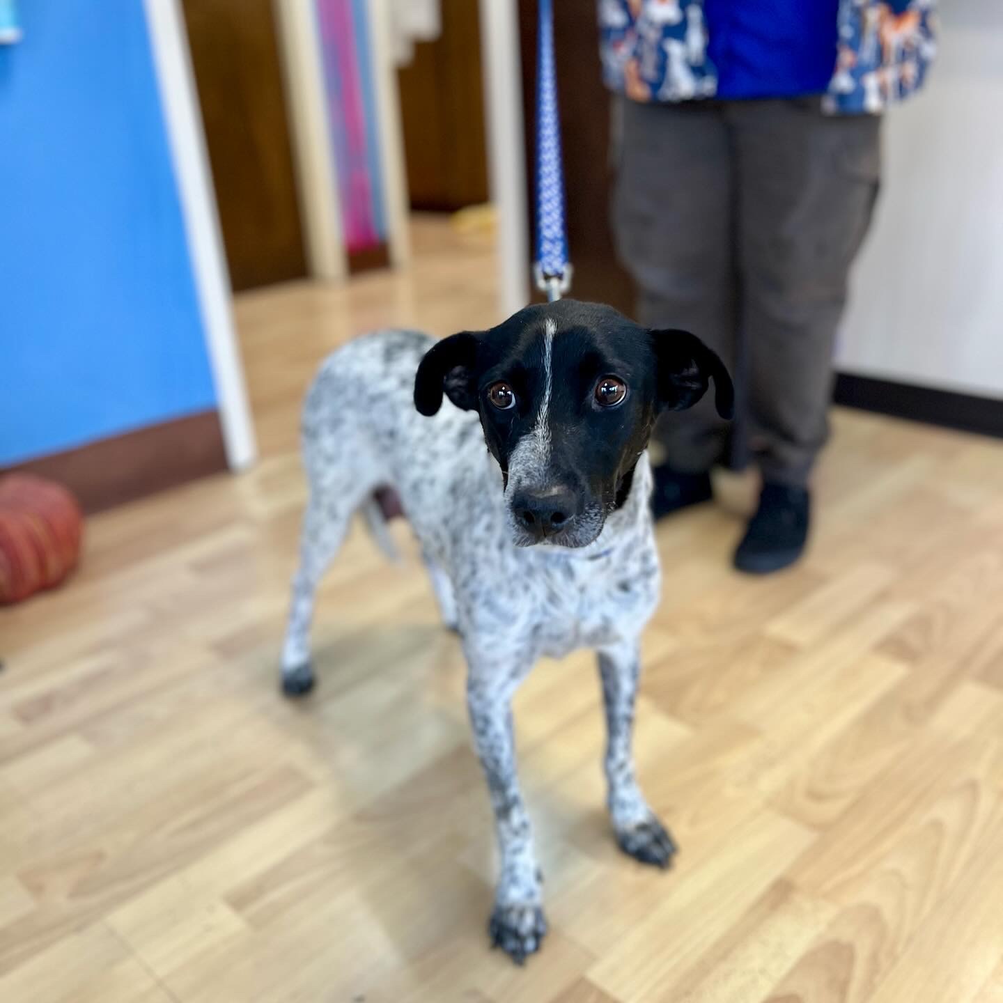 Flora, Adopted, Adult Female Australian Cattle Dog / Blue Heeler & German Shorthaired Pointer.