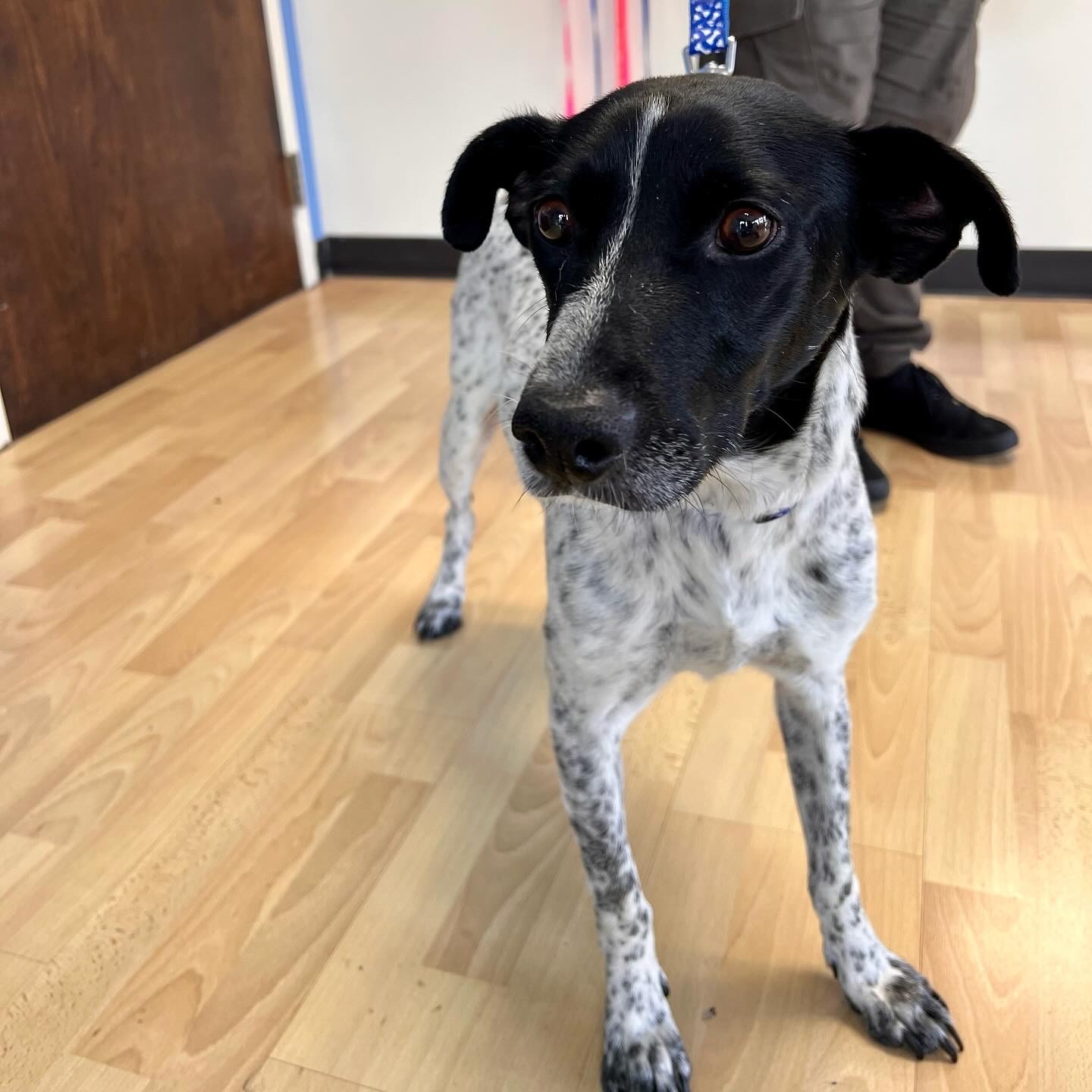 Enlarge Flora, a Adopted mixed breed in Los Gatos, CA image 2/6