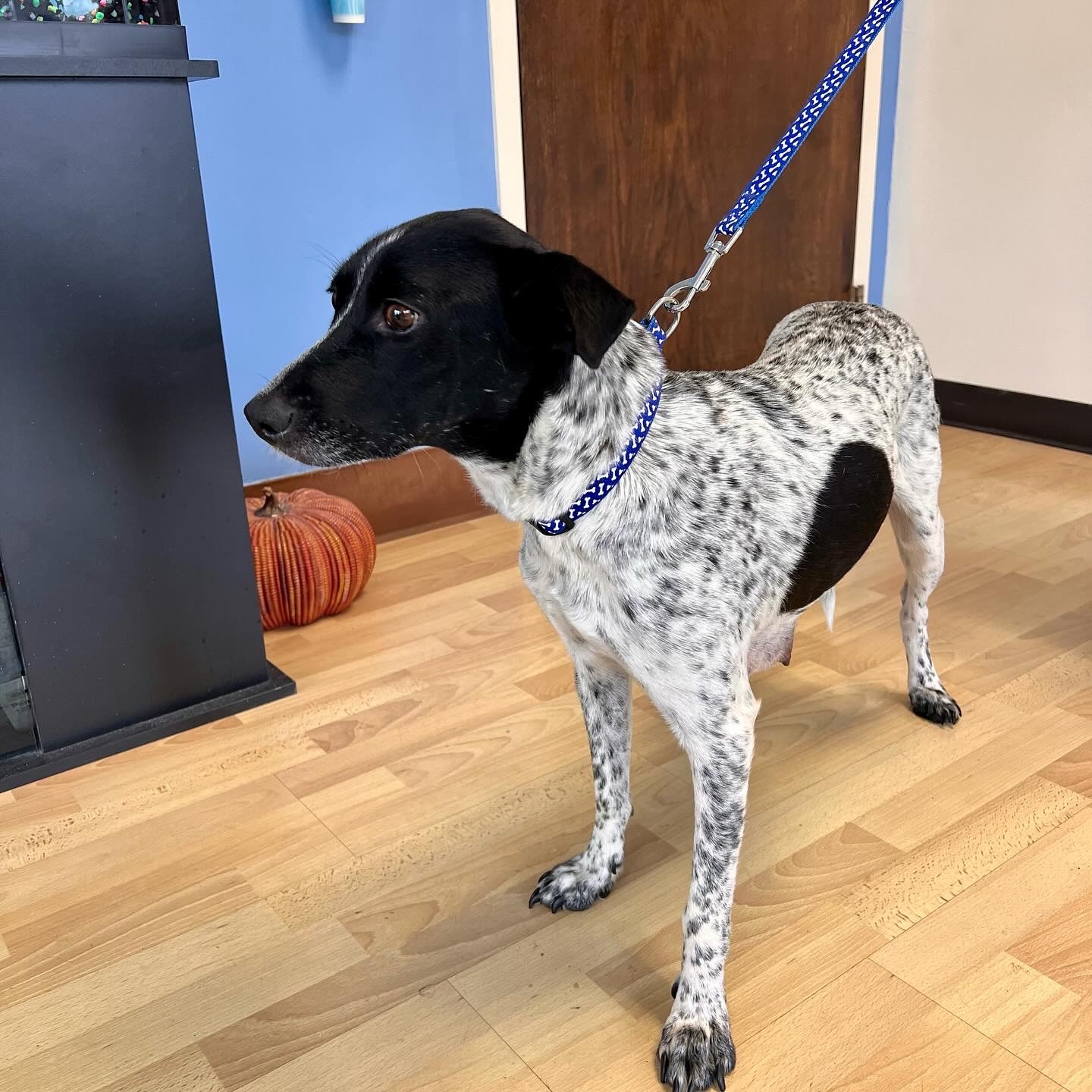 Enlarge Flora, a Adopted mixed breed in Los Gatos, CA image 3/6