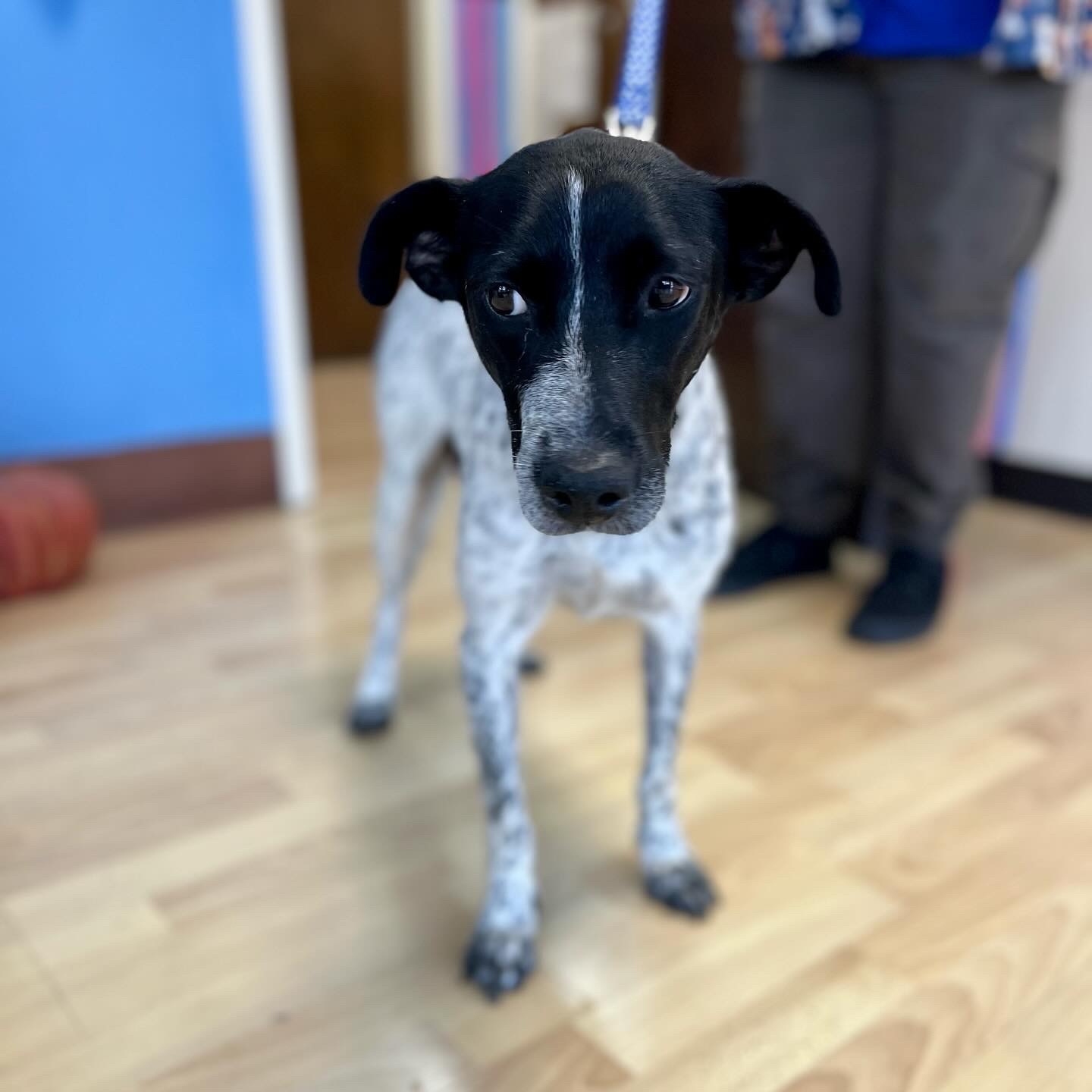 Enlarge Flora, a Adopted mixed breed in Los Gatos, CA image 4/6