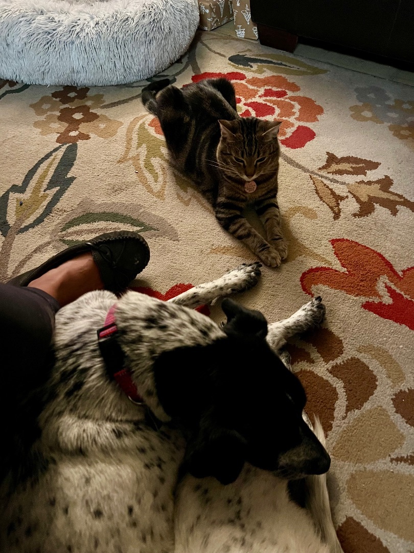 Enlarge Flora, a Adopted mixed breed in Los Gatos, CA image 5/6