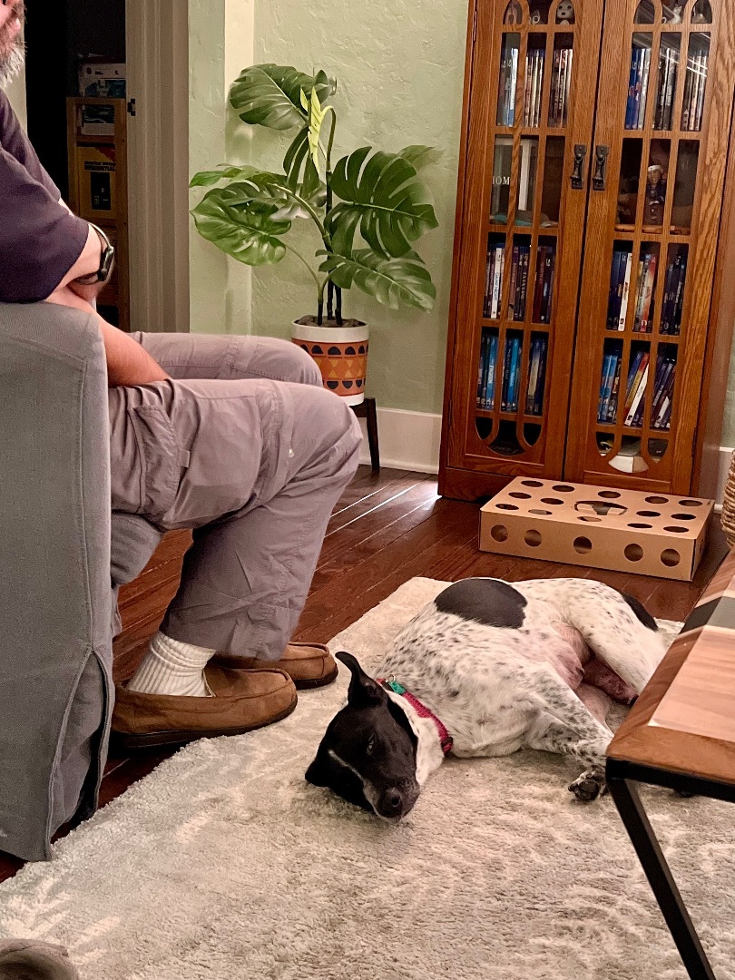 Enlarge Flora, a Adopted mixed breed in Los Gatos, CA image 6/6