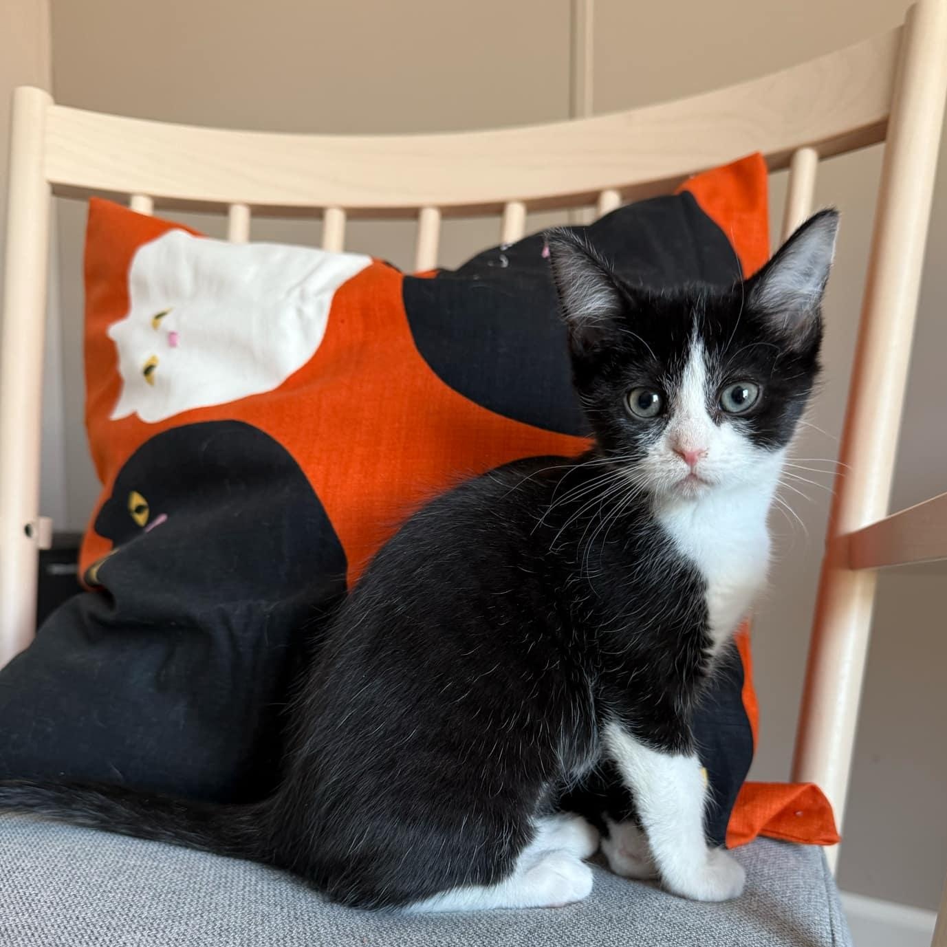 Enlarge Nova, a Adopted Domestic Short Hair in LEETONIA, OH image 1/5