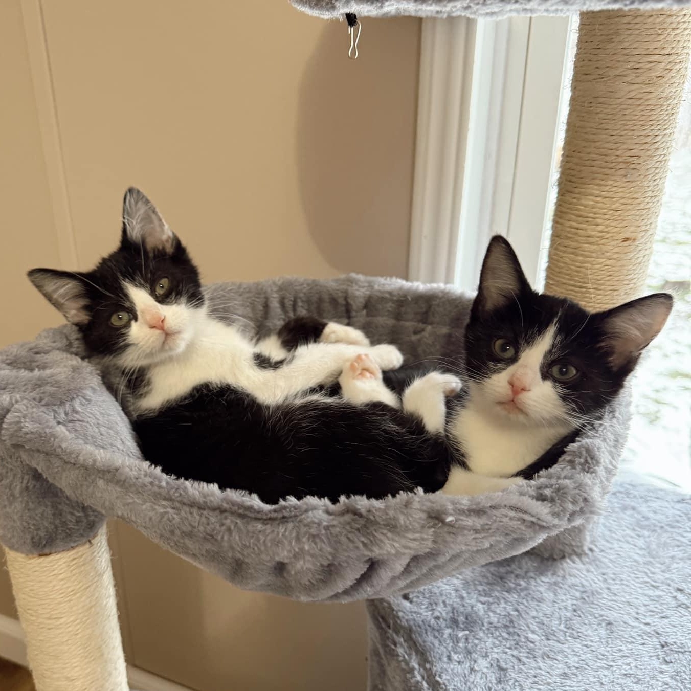 Enlarge Nova, a Adopted Domestic Short Hair in LEETONIA, OH image 4/5