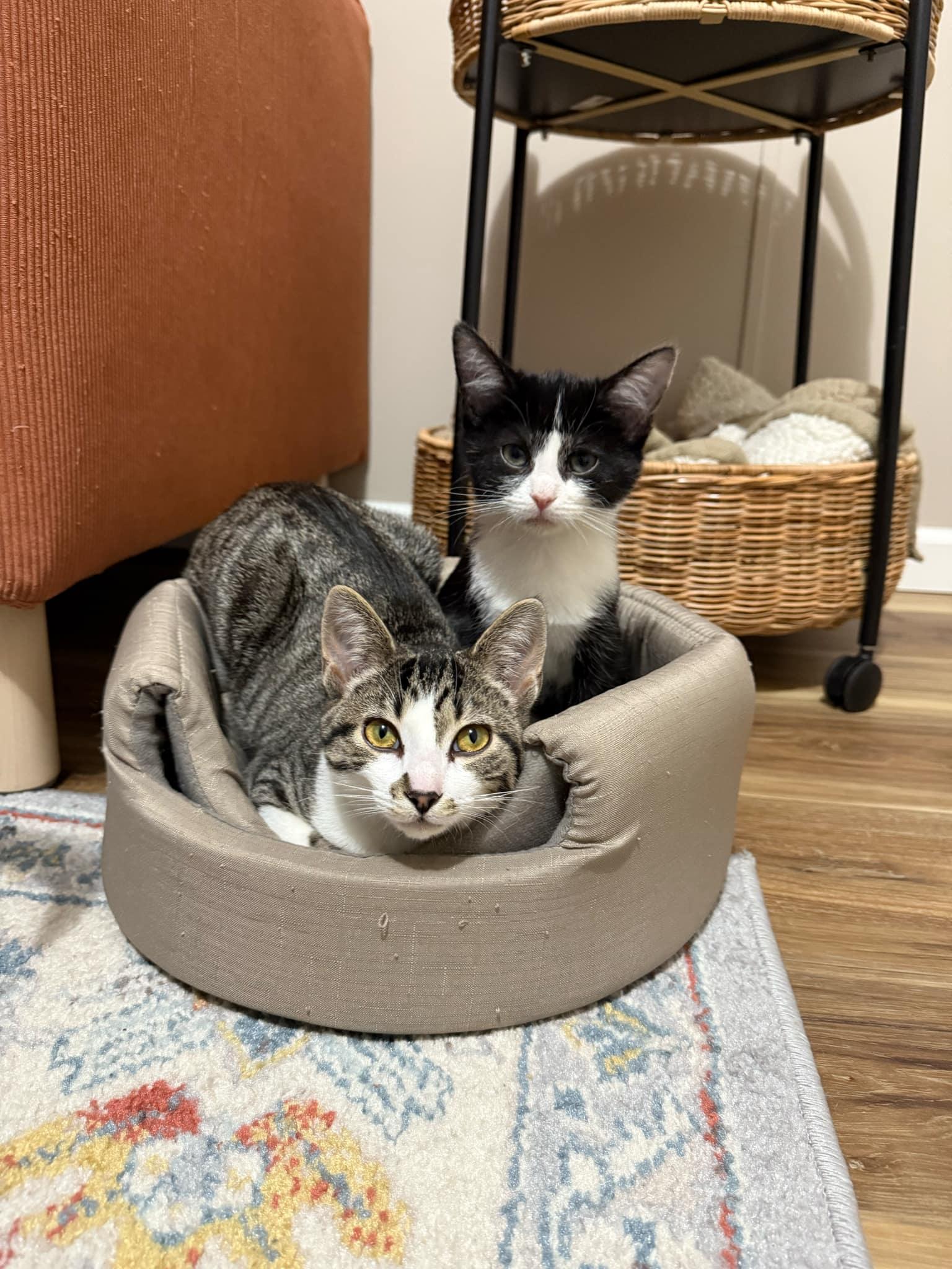 Enlarge Nova, a Adopted Domestic Short Hair in LEETONIA, OH image 3/5