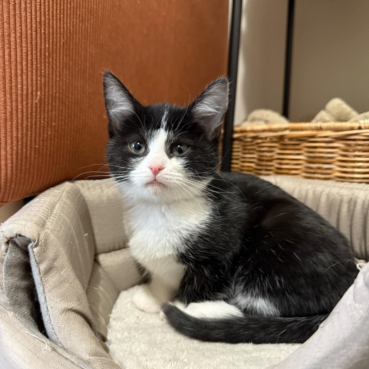 Enlarge Nova, a Adopted Domestic Short Hair in LEETONIA, OH image 5/5