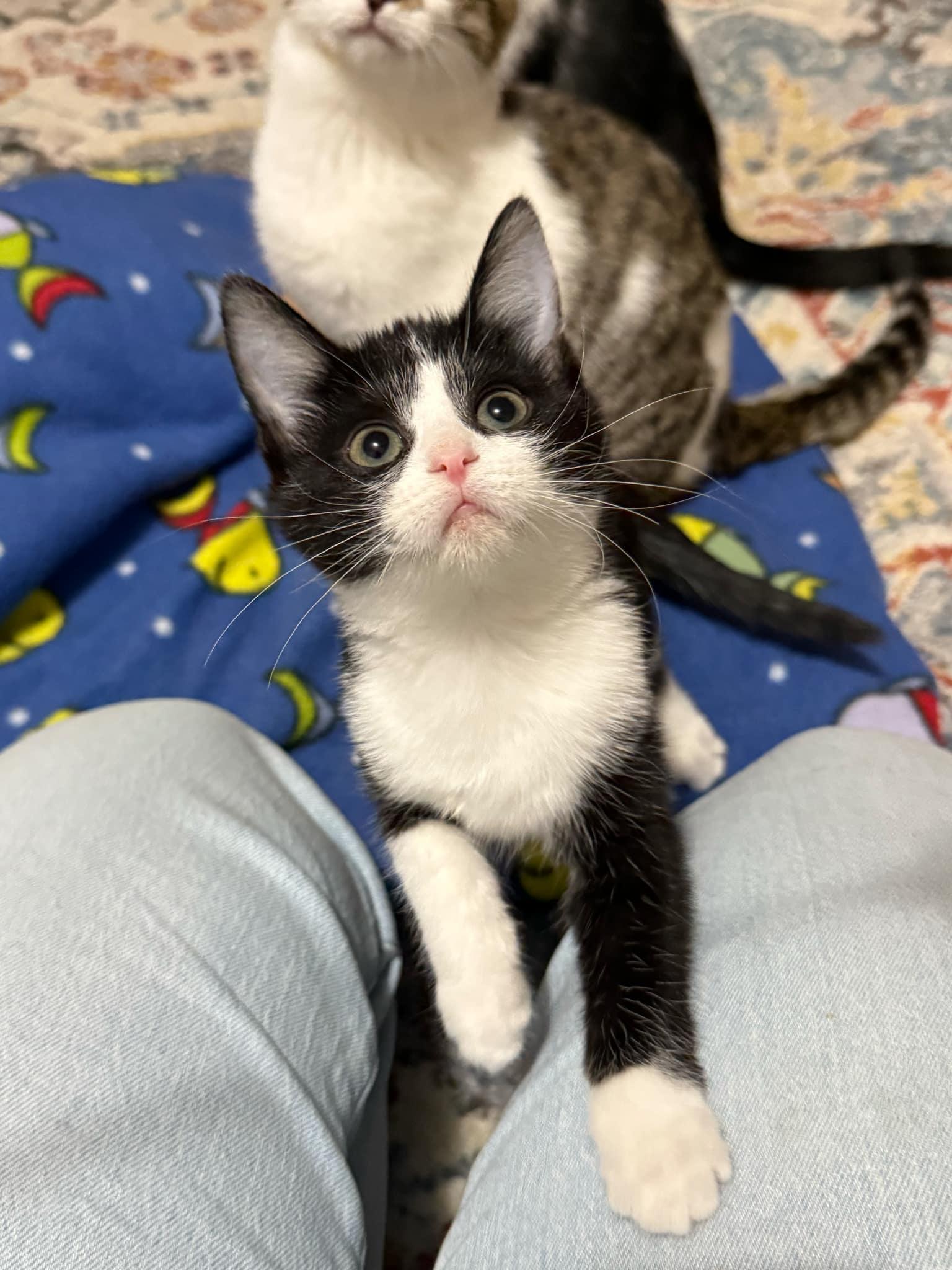 Enlarge Nova, a Adopted Domestic Short Hair in LEETONIA, OH image 2/5