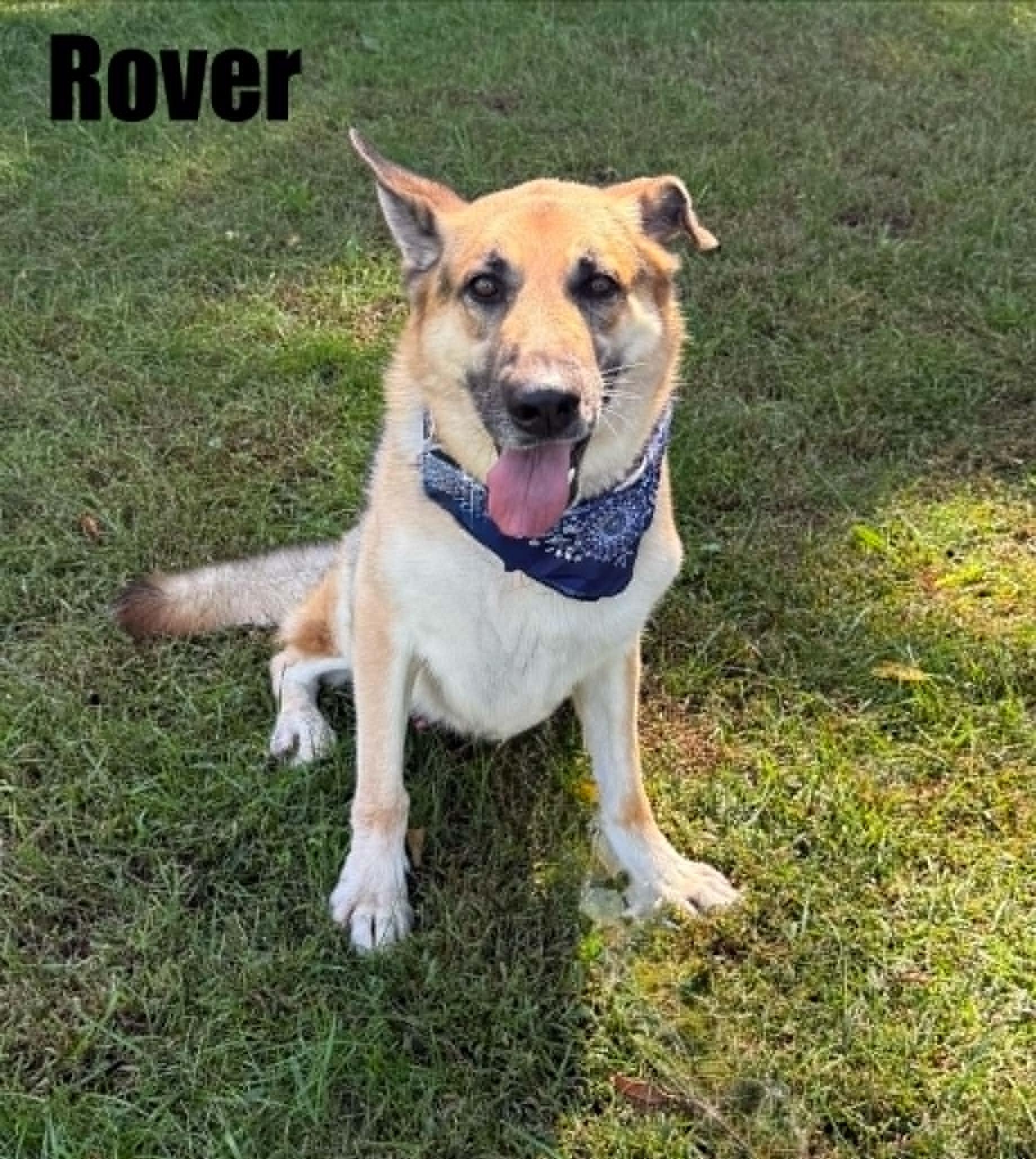 Rover, Adoptable, Adult Male German Shepherd Dog.