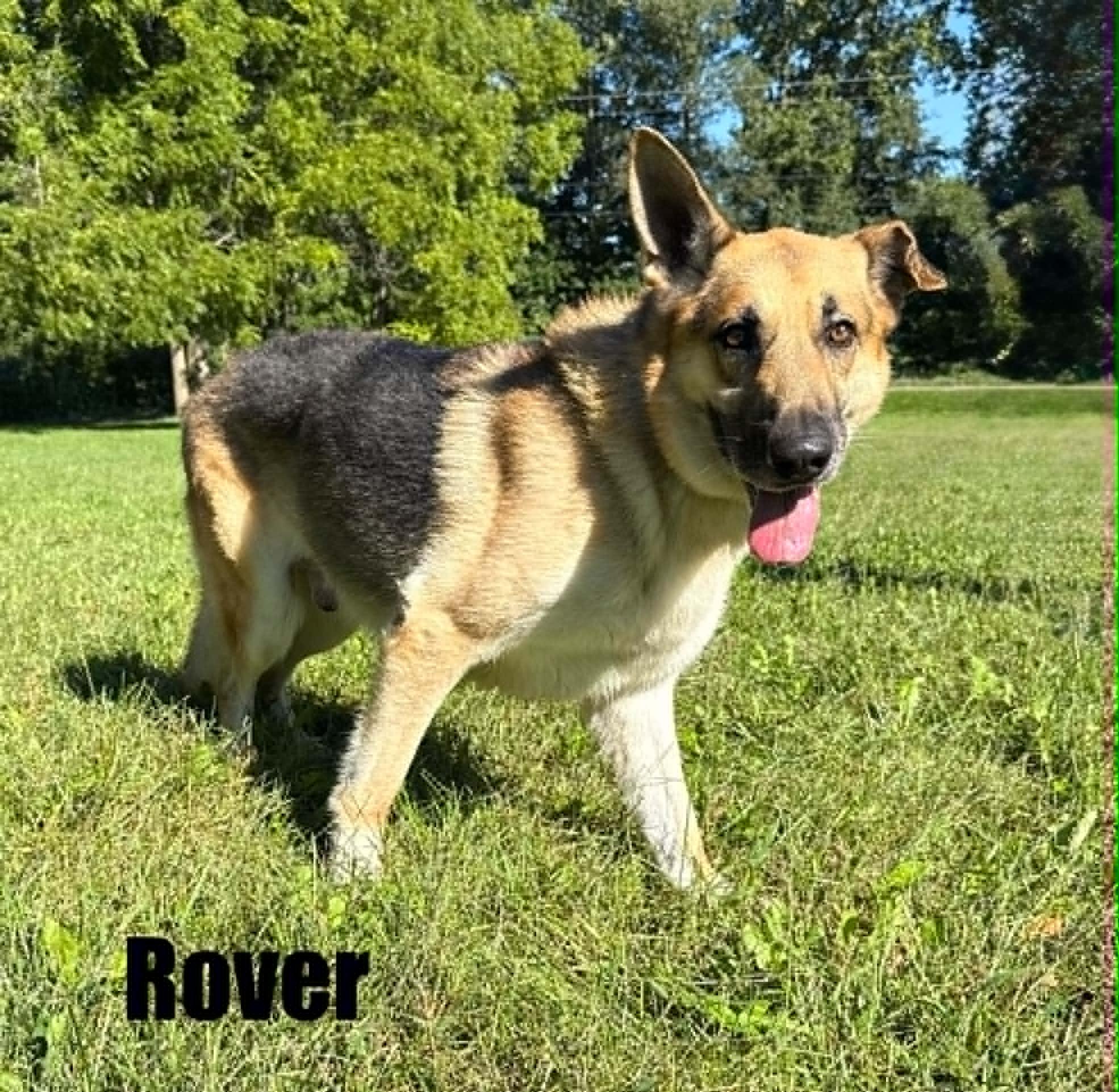 Enlarge Rover, a Adoptable German Shepherd Dog in Quincy, MI image 4/4