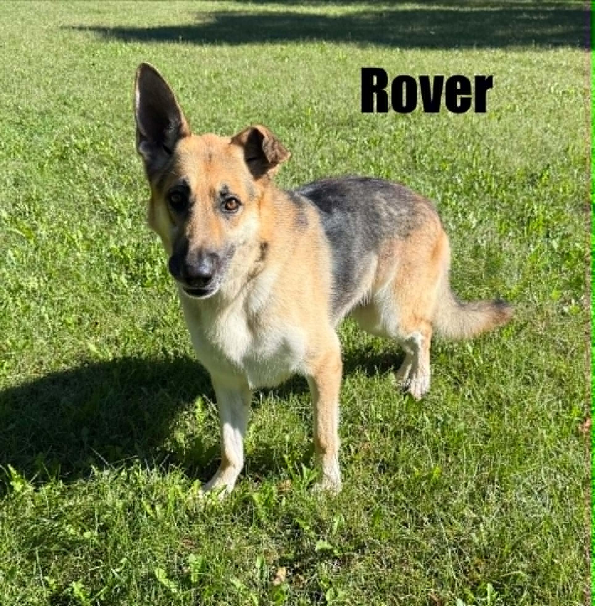 Enlarge Rover, a Adoptable German Shepherd Dog in Quincy, MI image 2/4