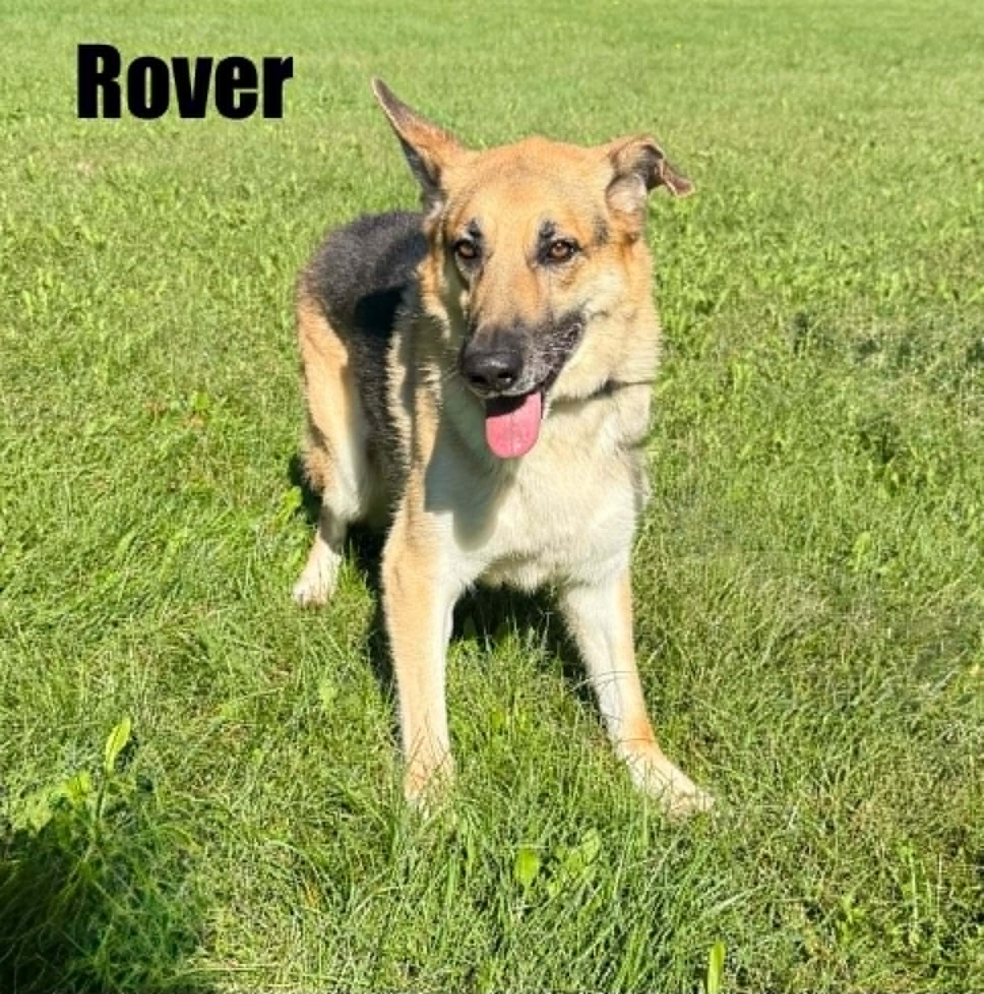 Enlarge Rover, a Adoptable German Shepherd Dog in Quincy, MI image 3/4