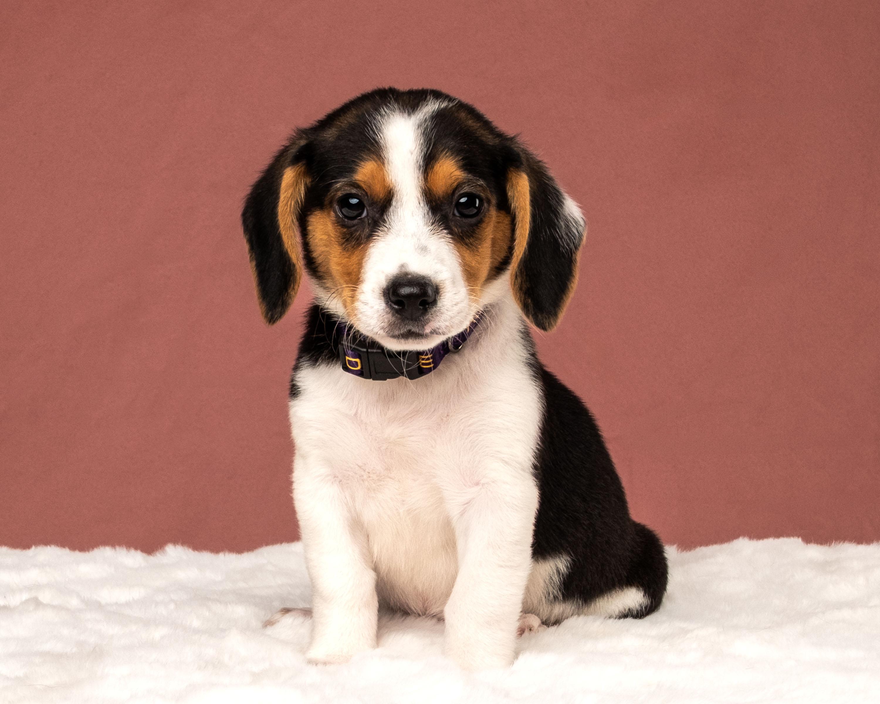 Navy, Adoptable, Puppy Female Corgi & Beagle.