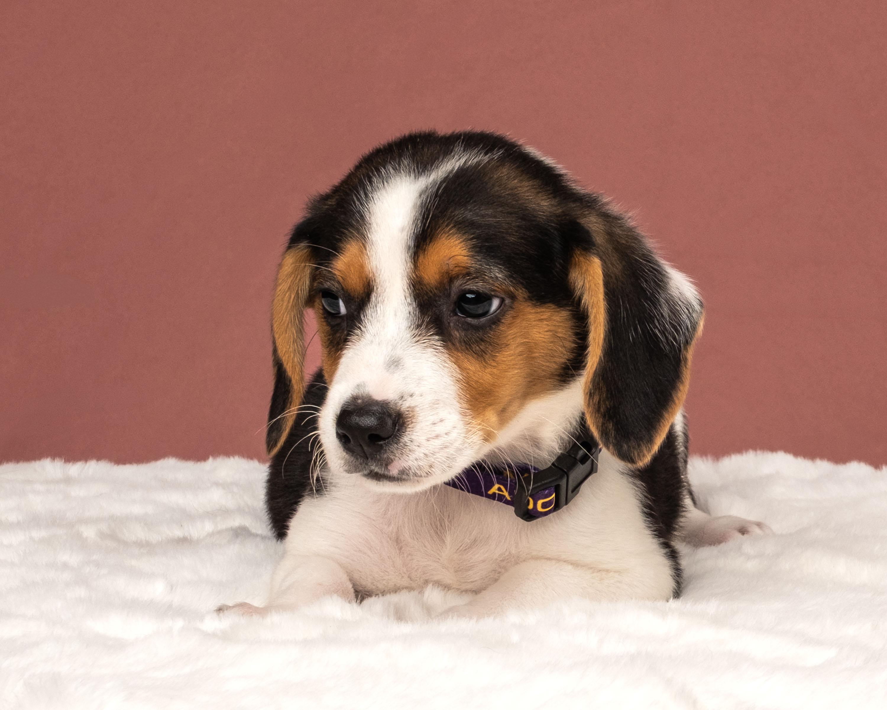 Enlarge Navy, a Adoptable mixed breed in Aiken, SC image 2/2