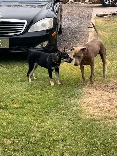 Enlarge Aston (puppy), a Adopted Siberian Husky in Cedar Crest, NM image 1/3