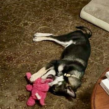 Enlarge Aston (puppy), a Adopted Siberian Husky in Cedar Crest, NM image 3/3