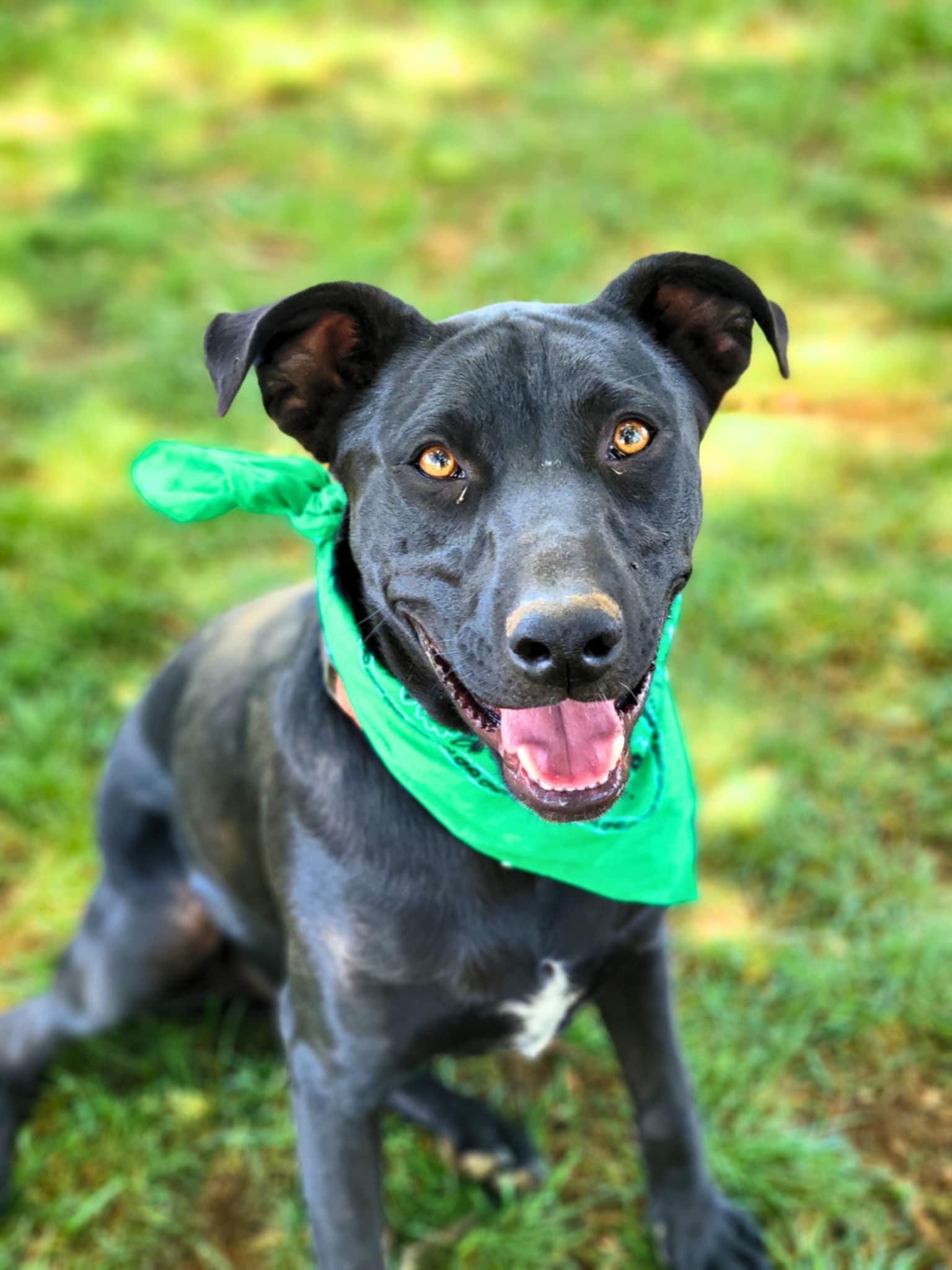 Smokey-Bear, Adoptable, Puppy Male Black Labrador Retriever & American Staffordshire Terrier.