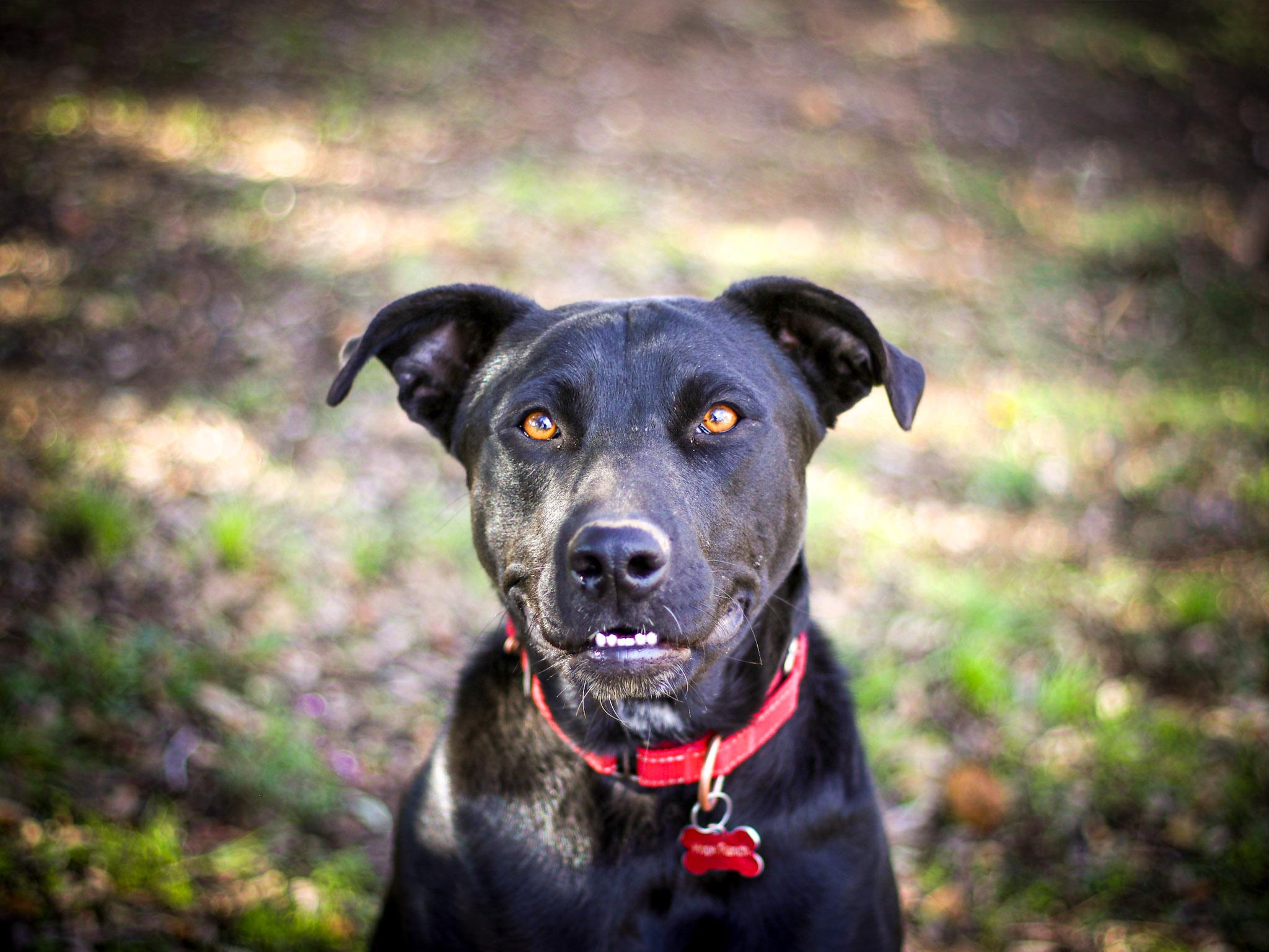 Smokey Bear, Adoptable, Young Male Black Labrador Retriever & American Staffordshire Terrier.