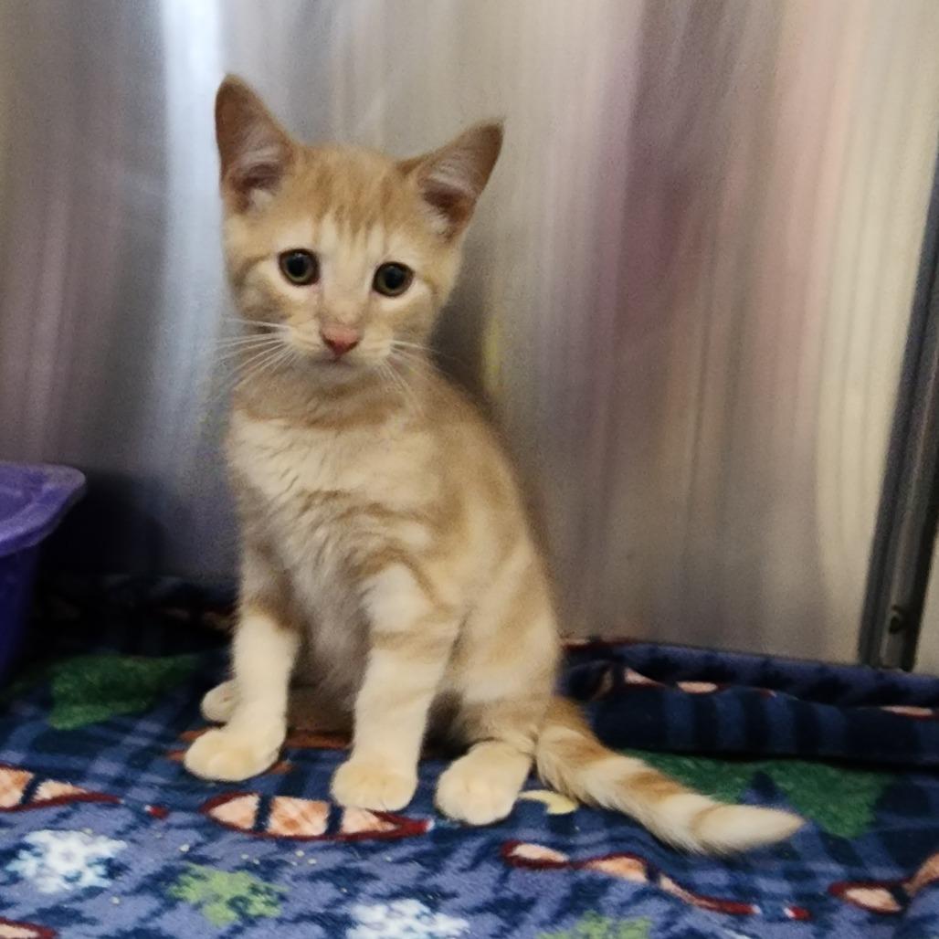 Enlarge Birkin (Zuul), a Adoptable Domestic Short Hair in Dixon, IL image 1/2